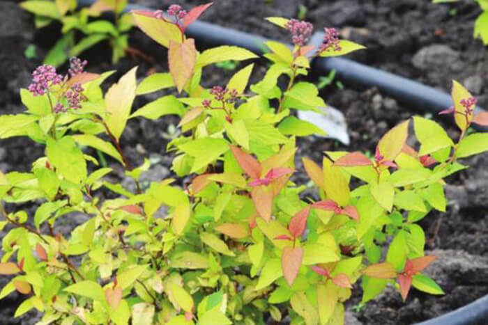 drip irrigation basic layout