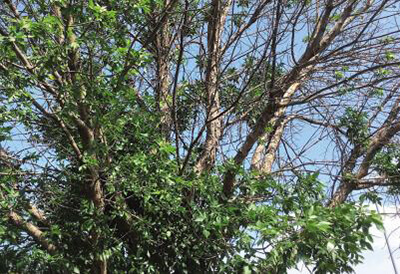 emerald ash borer