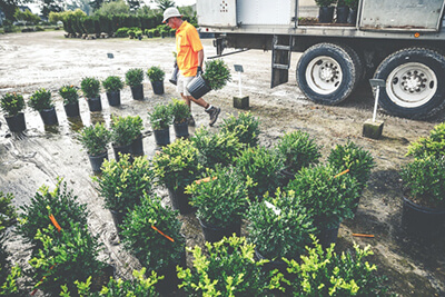 plant trends