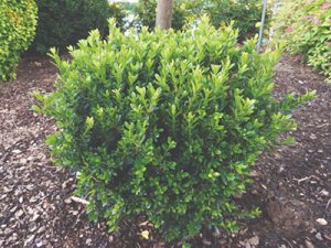 plant trends