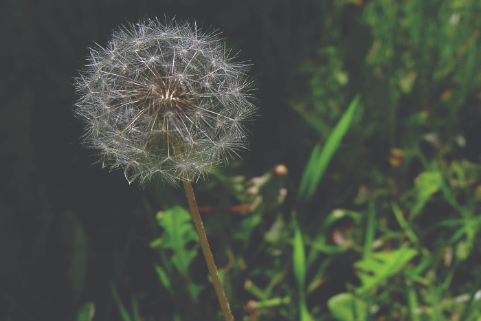 weed prevention