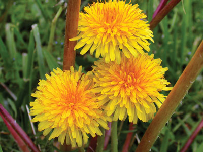 weeds
