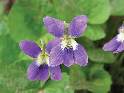 weeds