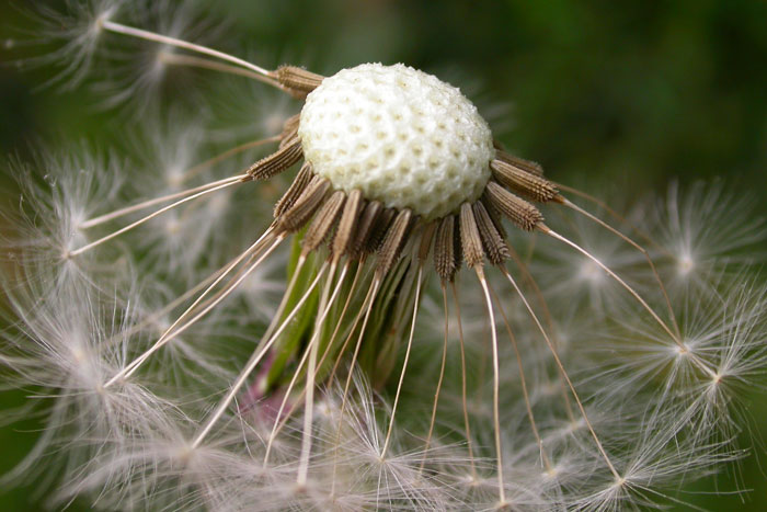 weeds
