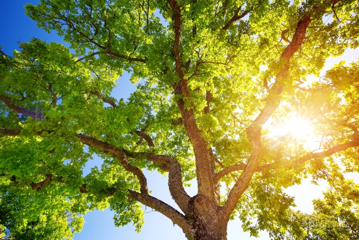 Arborjet ISA partnership