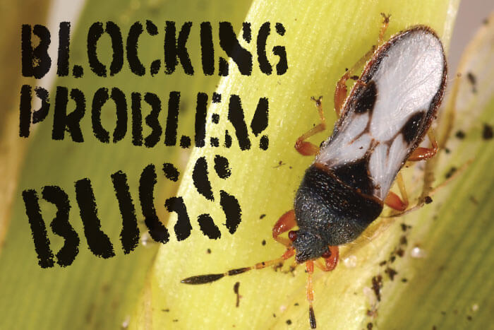 pest prevention