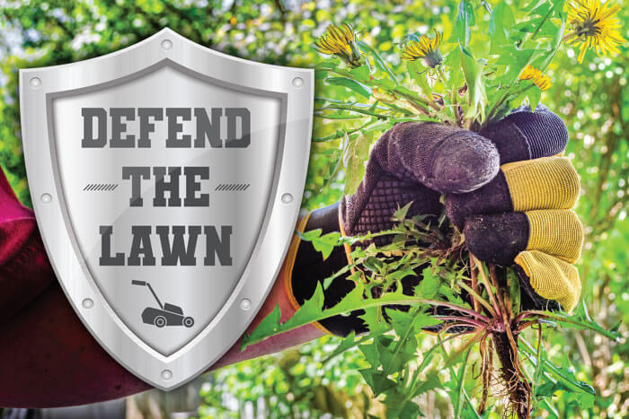 weed control; turf management, strategy